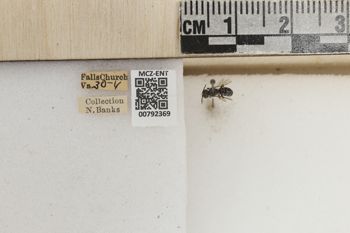 Media type: image;   Entomology 792369 Aspect: Labels
